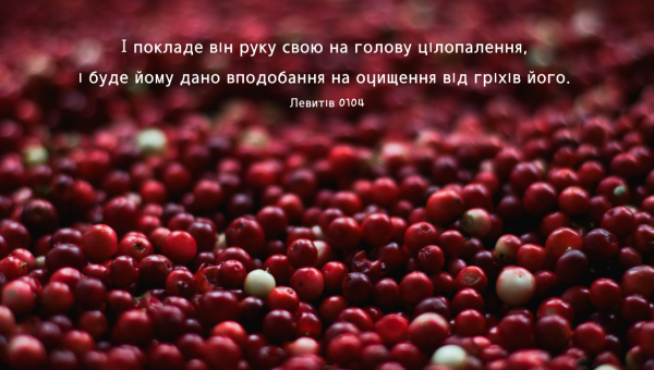 23/365 ДОВЕРШЕНА ЖЕРТВА